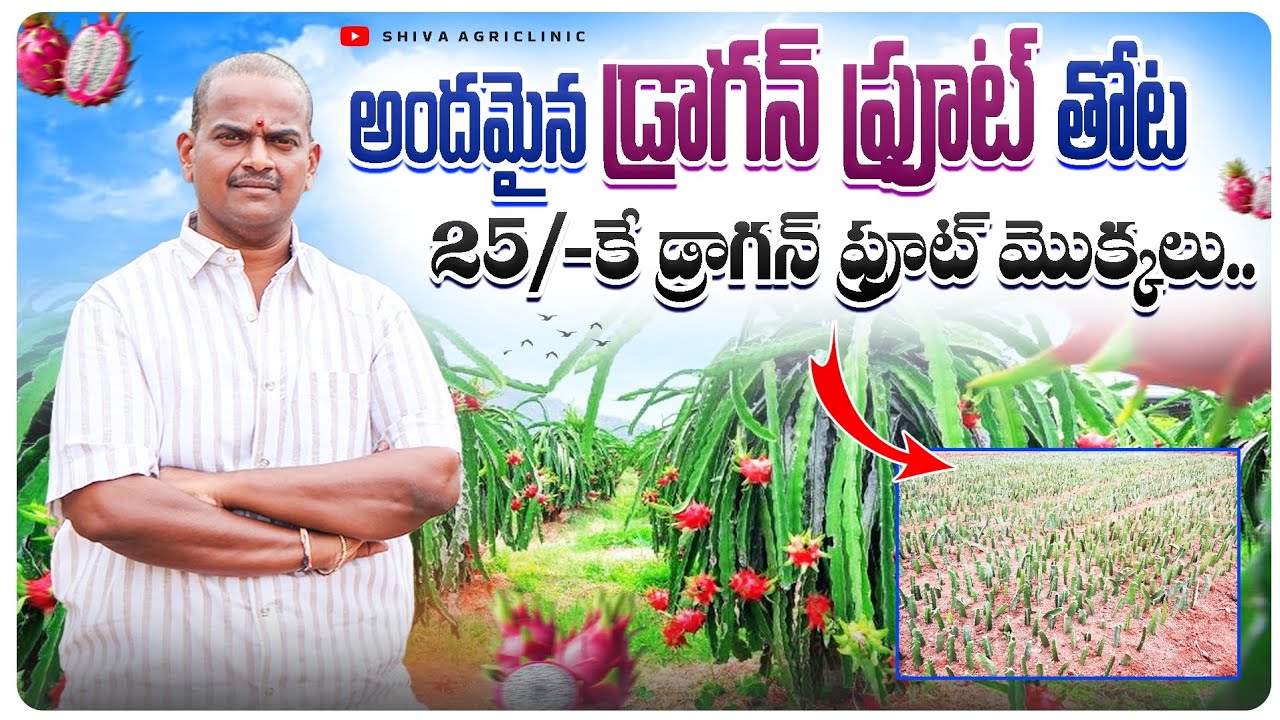 అందమైన డ్రాగన్ ఫ్రూట్ తోట | Dragon Fruit Plants 25/- | డ్రాగన్ ఫ్రూట్ మొక్కలు | Shiva Agri Clinic