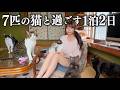 7匹の猫と過ごせる小さな宿に泊まったら、想像以上に...