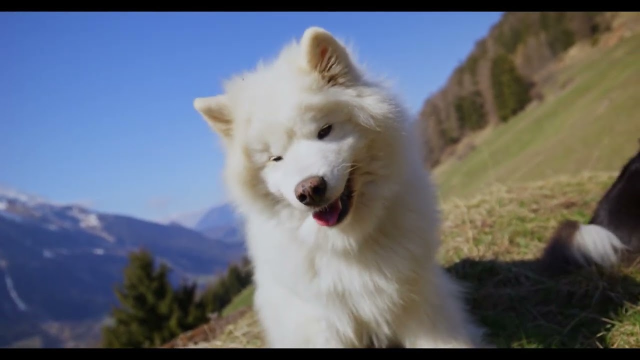반려견 힐링 사운드│강아지의 조용한 밤