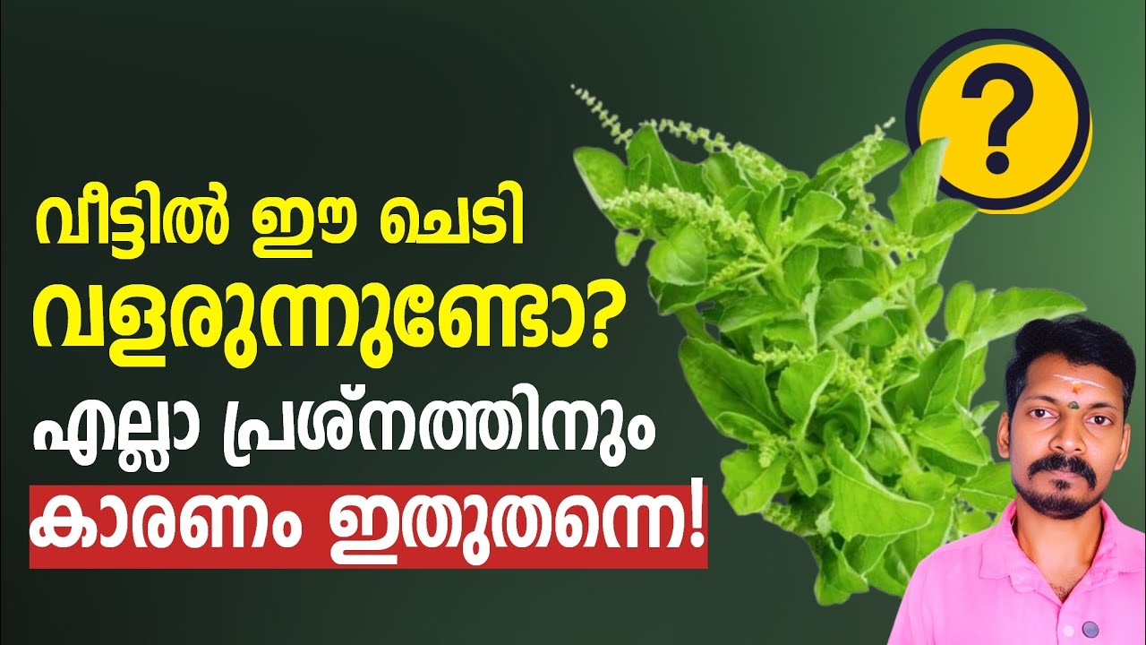 വീട്ടിൽ ഈ ചെടി ഉണ്ടെങ്കിൽ പിന്നെ പറയണ്ട. സർവ്വ ദുരിതത്തിനും കാരണം അവൻ തന്നെ. ഉടൻ പിഴുത് മാറ്റൂ.