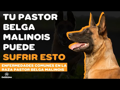 Video: Raza De Perro Pastor Belga Malinois Hipoalergénico, Salud Y Vida útil
