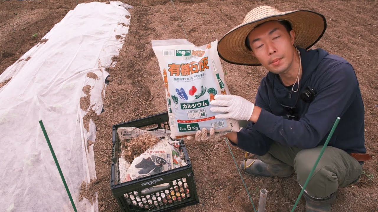 【らっきょう栽培】失敗する原因！有機石灰で元気に20倍に増やす！