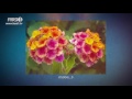 FARSI1 My Iran 65 فارسی1 ایران من شماره ۶۵ FARSI1 My Iran 65 فارسی1 ایران من شماره ۶۵