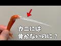 カニの足の中にあるビニールみたいなものは何？（骨ではありません）