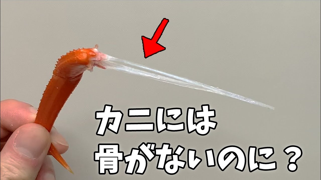 道を外れたカニ What is the plastic-like thing in a crab's leg? (It's not a bone