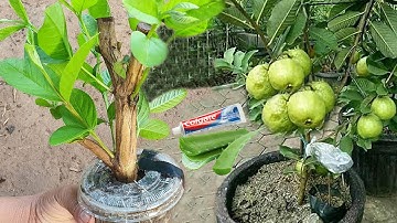 𝐔𝐧𝐢𝐪𝐮𝐞 𝐚𝐧𝐝 𝐟𝐚𝐬𝐭 𝐒𝐤𝐢𝐥𝐥 𝐭𝐨 𝐠𝐫𝐨𝐰 𝐆𝐮𝐚𝐯𝐚 𝐓𝐫𝐞𝐞 𝐔𝐬𝐞 𝐀𝐥𝐨𝐞 𝐯𝐞𝐫𝐚 𝐚𝐧𝐝 𝐭𝐨𝐨𝐭𝐡𝐩𝐚𝐬𝐭𝐞 𝐢𝐧 𝐭𝐡𝐞 𝐩𝐨𝐭  @𝐍𝐨𝟏𝐏𝐥𝐚𝐧𝐭𝐬𝐈𝐝𝐞𝐚