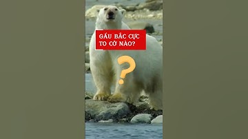 Gấu bắc cực to cỡ nào ?