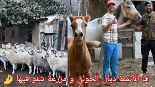 ها مزرعة وحولي ديال العيد وشحال سوى الحولي😨