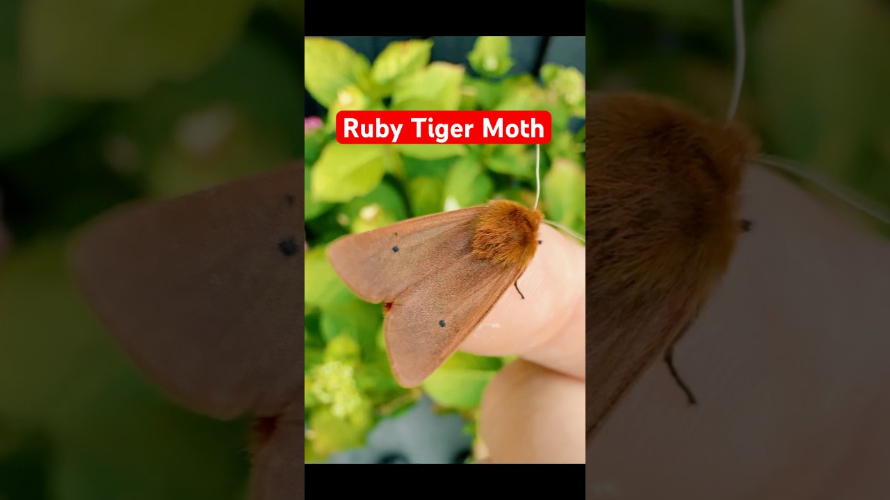 🛑❤️🛑Ruby Tiger(Phragmatobia fuliginosa)