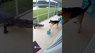 Dogs saves baby from Alligator attack!