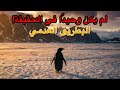 البطريق العدمي لم يكن وحيد ا هذه قصة تمرد صامت 