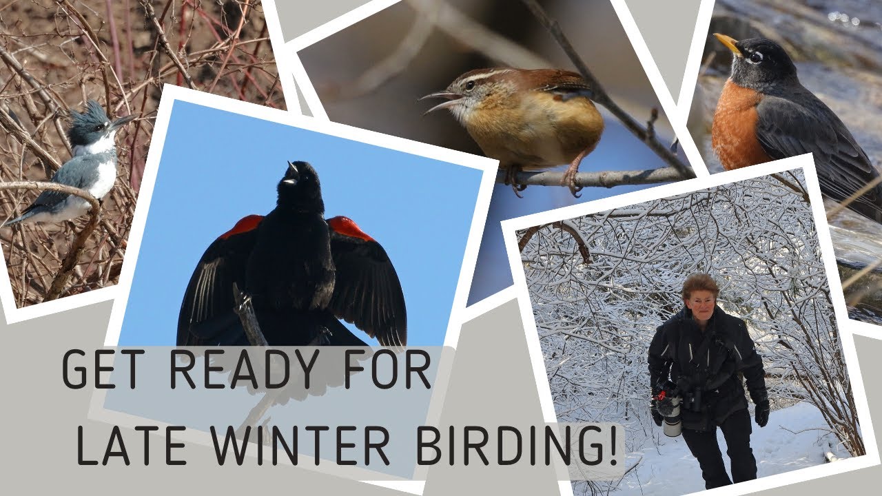 Birding on Nature Hike in Late Winter - Witness Close-up Animal ...