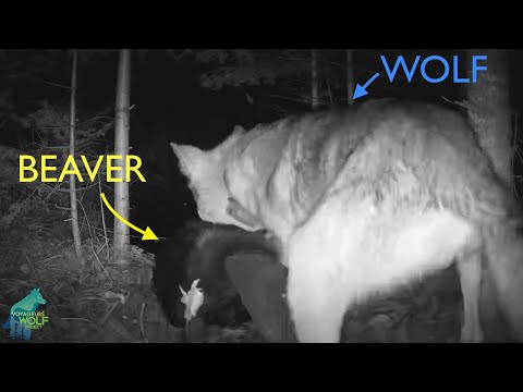 Super rare footage of a wolf attacking and killing a beaver