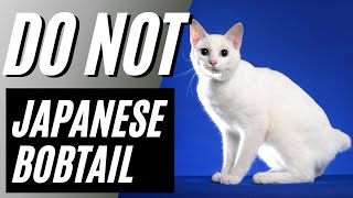 7 Reasons You Should NOT Get a Japanese Bobtail Cat