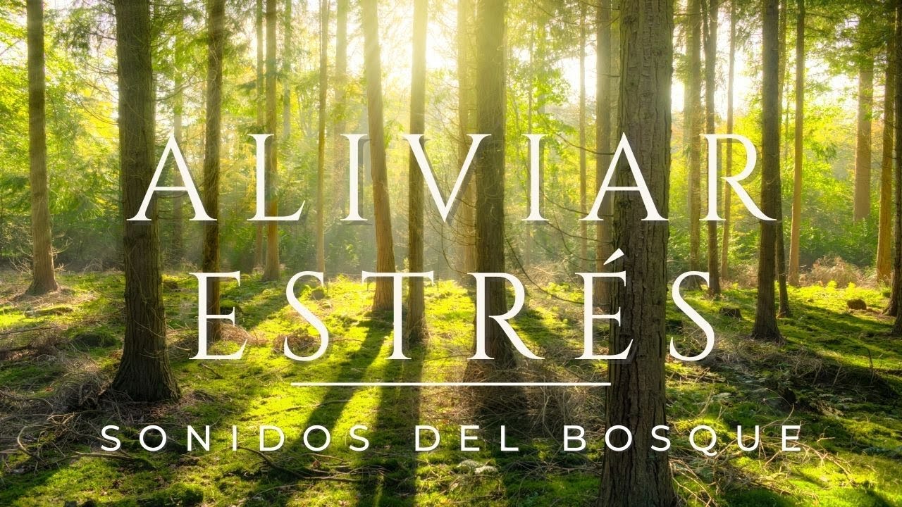 Música RELAJANTE con sonidos de BOSQUE para 🟣ALIVIAR el ESTRÉS y DORMIR Música RELAJANTE con sonidos de BOSQUE para 🟣ALIVIAR el ESTRÉS y DORMIR