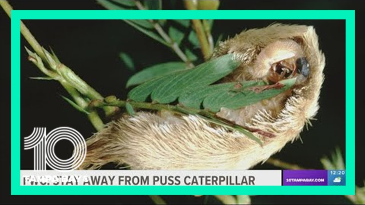 Venom Insects Don't touch: Florida's puss caterpillar is one of the most venomous ...