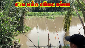 Câu Cá Tra Sông - Câu Bãi Huyền Thoại Bằng Cần Huyền Thoại Cá Ăn Liên Tục | Fishing - Miền Tây