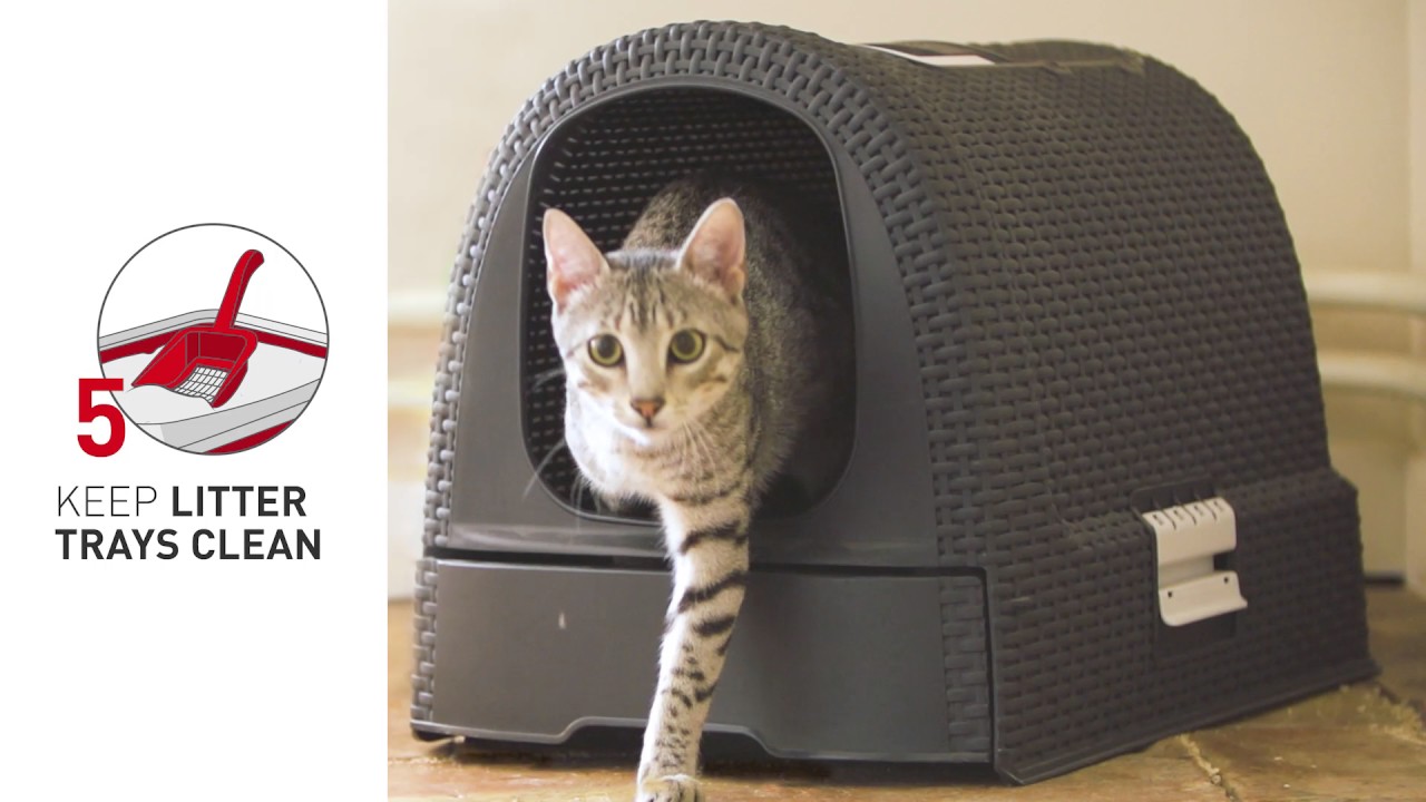 How to Litter Train my Cat YouTube