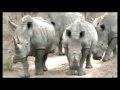 Crash Of Six White Rhino