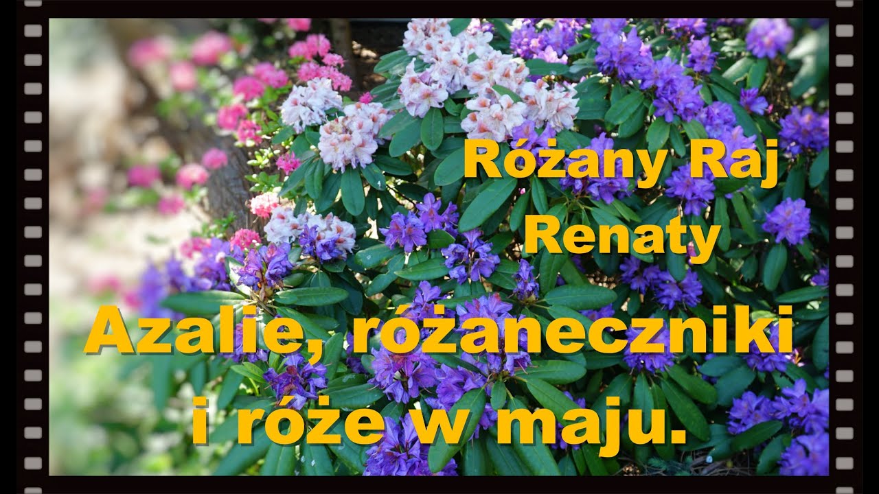 Różaneczniki, azalie, klonik i róża o zapachu konwalii.