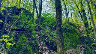 Deep Forest Observation