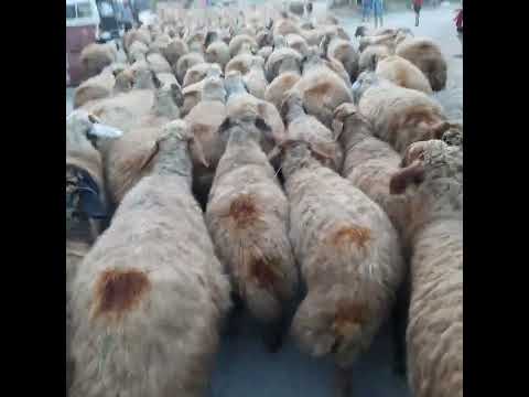 غنم قصي البيطار