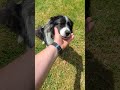 Plinka loves head scratches 🐶❤️ #shorts #bordercollie #dogs #puppy #cute #doglife #animals #love