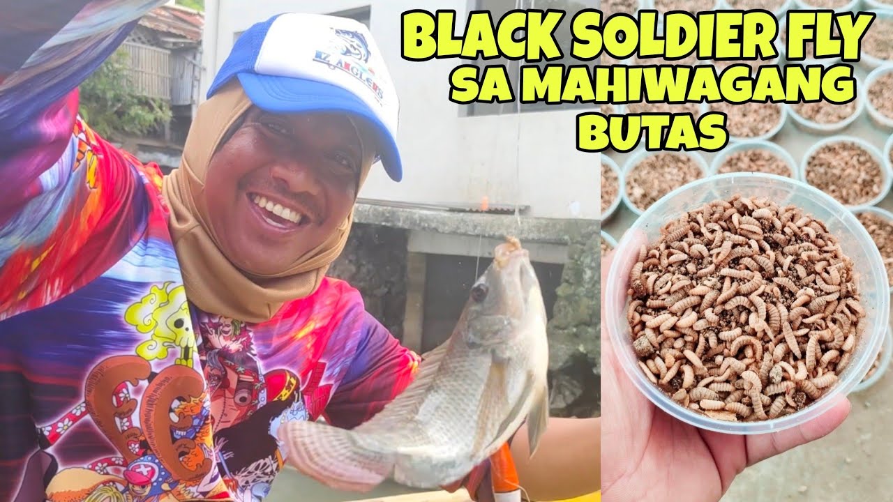 BLACK SOLDIER FLY (BSF) EFFECTIVE SA MAHIWAGANG BUTAS 🎣