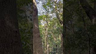 Japan ASMR | Quiet Forest & Faint Birds 🌿 | Relaxing Nature Sounds 森の静寂とかすかな小鳥のさえずり |リラックス自然ASMR