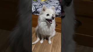 #dog #funny #doglover #pets #spitz #shortsyoutube#cute #viral #cutedog