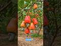 Nature ka amazing gift – Kaju 🌿😍||#cashew #shorts #satisfying #trending #viral
