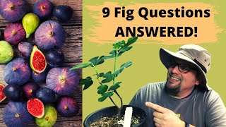 9 Fig Tree Care Questions Answered | Chicago Hardy Fig Tree | Container Gardening | Guten Yardening