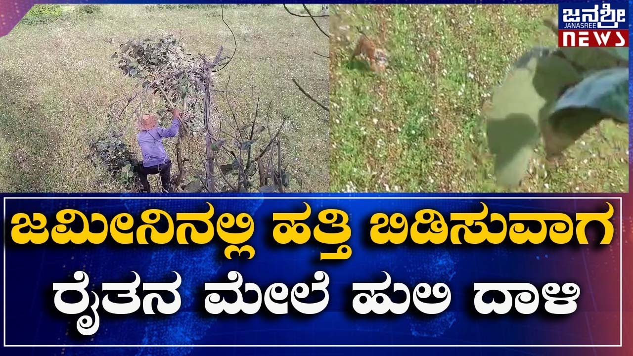 ಜಮೀನಿನಲ್ಲಿ ಹತ್ತಿ ಬಿಡಿಸುವಾಗ ರೈತನ ಮೇಲೆ ಹುಲಿ ದಾಳಿ  || HD KOTE || 