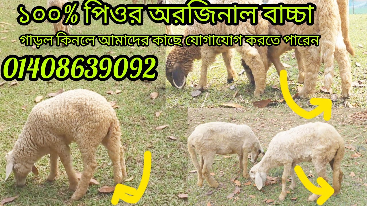 ১০০% অরজিনাল গাড়লের বাচ্চা দেখাবো 