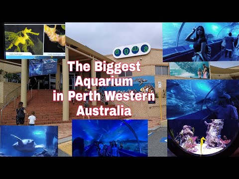 Video: Jinsi Samaki Wa Aquarium Anayezalisha Danio: Hali