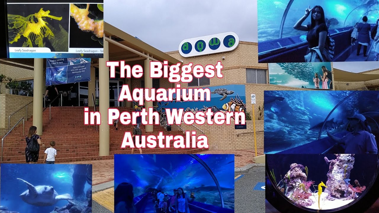 AQWA THE BIGGEST AQUARIUMPERTH AUSTRALIA(Lykajoyatienza) YouTube