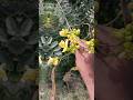 🍂 flower 🌿 சீமை கொன்றை🌴🪵