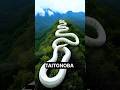 TAITONOBA SNAKE