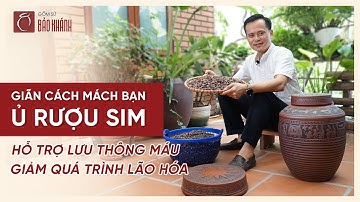 Cách Ngâm Rượu Sim Rừng Chuẩn 100% , Lý Do Khiến Rượu Sim Bị Chua - Ngâm Rượu Mùa Covid