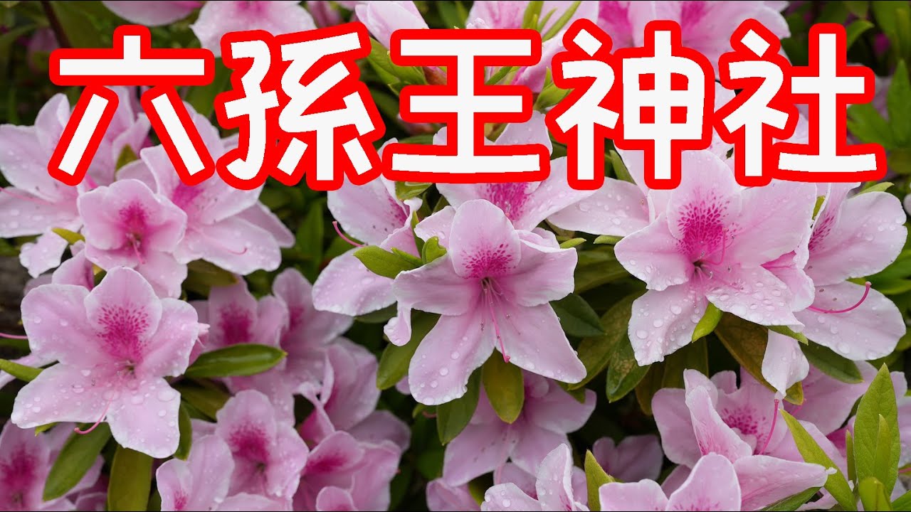 京都観光 桜 つつじ 藤の花 六孫王神社 京都駅近くの穴場 Youtube