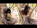 Parent's puzzle in feeding Melon Spider & Wasp Nest | black headed bulbul | Day 1