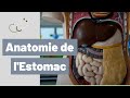 Cours de lanatomie de lestomac