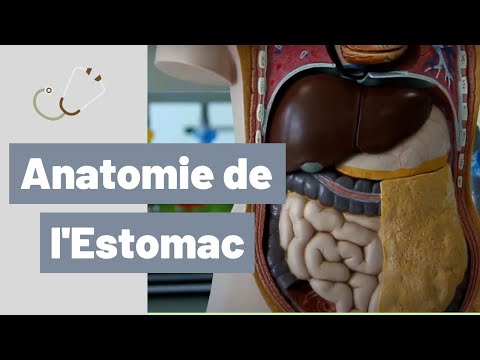 Vidéo: Anatomie, Fonction Et Diagramme De L'artère Gastrique Droite - Cartes Corporelles