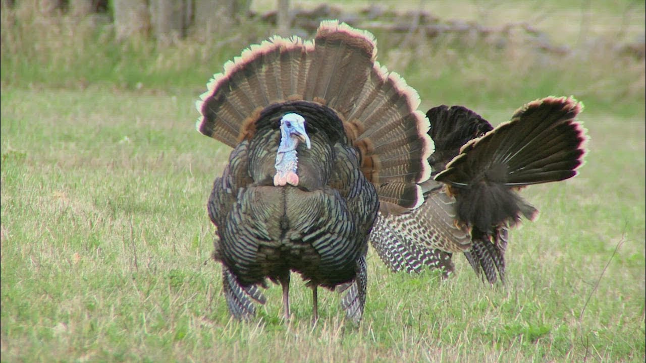 Proven Buzzer Beater Turkey Hunting Tactics YouTube