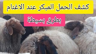 كشف الحمل عند الاغنام والماعز بطرق بسيطة