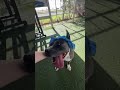 Blue video