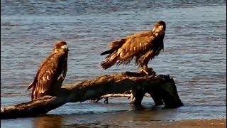 Mississippi River Fly Away Cam ~ Juvenile Eagles; Sandhill Cranes \& Bird Migration 9.26.18