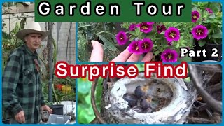 Garden Tour & Food Forest Vegetable Gardening, FREE Soil & Fertilizer Raised Bed Container Gardening