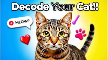 Cat Body Language Explained 🐾 Every Tail Flick, Blink & Meow Decoded!