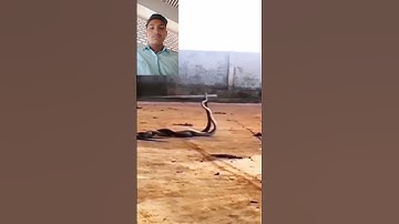 mahadev status mahakal status bholenath status #mahadev #status #shiv #snake #shivshiv #treding
